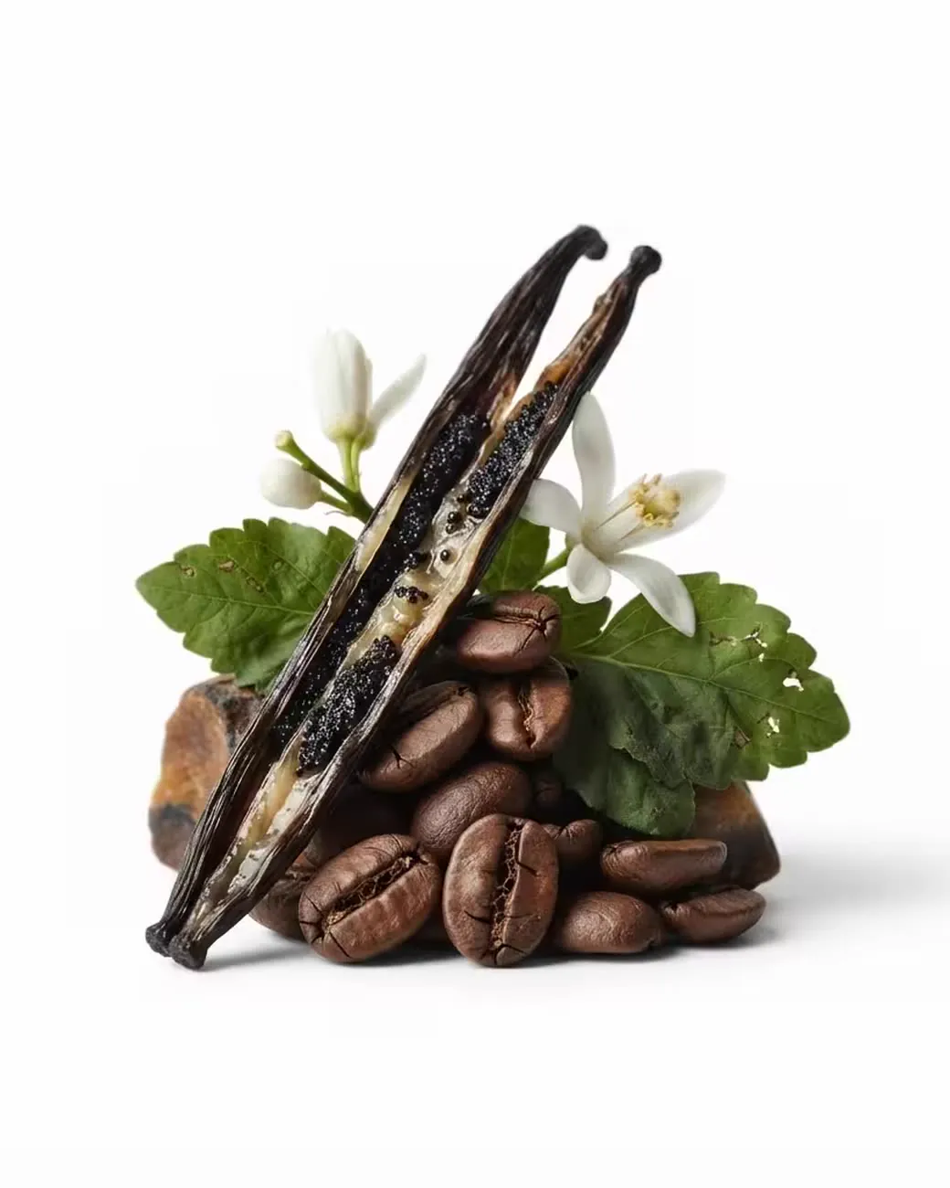 The notes of Treva Midnight Potion: Coffee, Orange Blossom, Vanilla, Jasmine, Patchouli